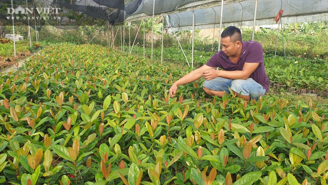 Thái Bình: Trồng bạt ngàn hoa, cây cảnh trên ruộng trũng bỏ hoang, 8x có cơ ngơi tiền tỷ - Ảnh 6.