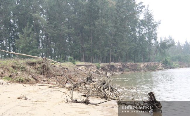 Hà Tĩnh: Biển xâm thực, “nuốt” dần rừng phòng hộ, người dân thấp thỏm lo âu - Ảnh 4.