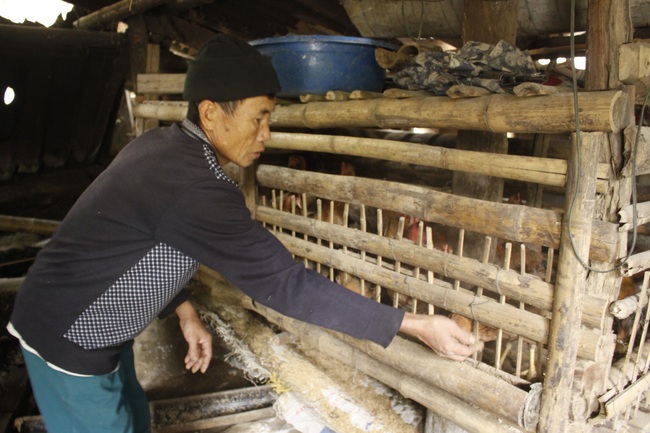 Lai Châu: Nuôi gà thịt sinh học, cải thiện dinh dưỡng, hỗ trợ giảm nghèo - Ảnh 1.