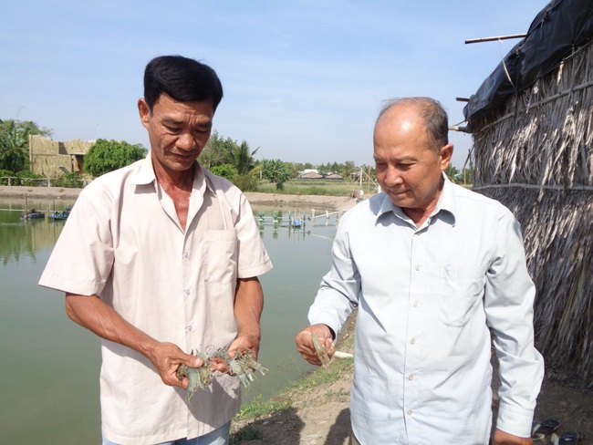 Long An: Hàng trăm ha tôm thiệt hại khi giá tôm lăm le lập đỉnh  - Ảnh 2.