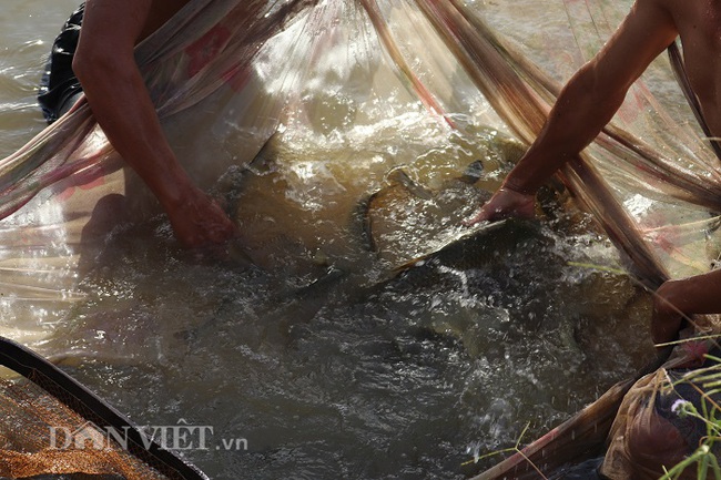 Nuôi cá nước ngọt ở xã nghèo Đắk Hà - Ảnh 1.