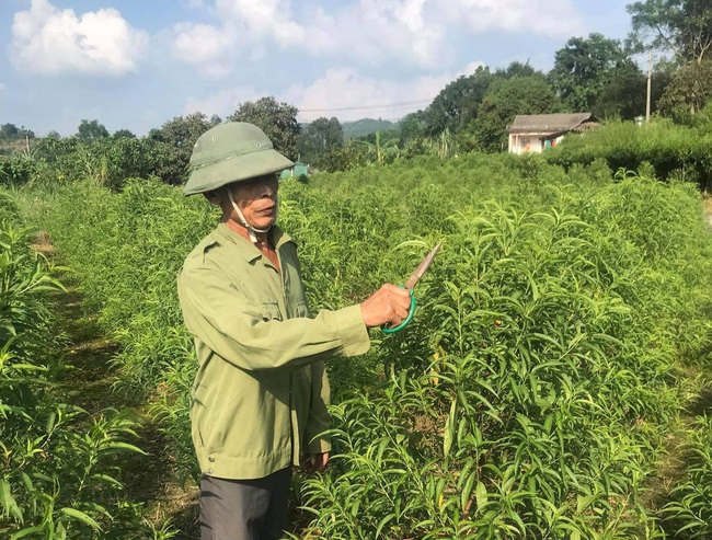 Có vốn trong tay, nông dân tự tin làm ăn lớn - Ảnh 1.