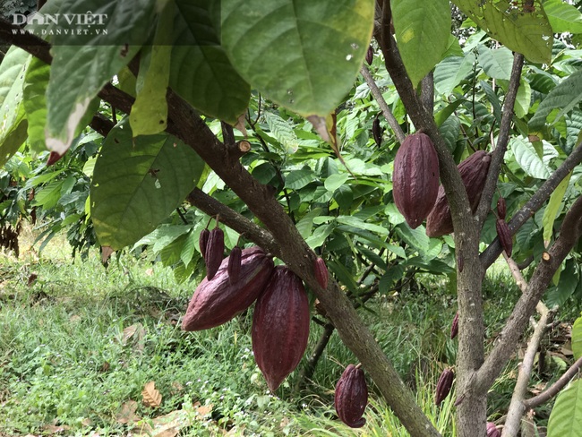 Cao cao &quot;trồng chơi ăn thiệt&quot; nhiều người thành tỷ phú - Ảnh 5.