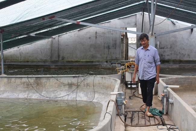 Thăm trang trại cung cấp tôm, cá sạch, thương lái mê tít cho thu hoạch tiền tỷ mỗi năm của lão nông Nam Định - Ảnh 1.