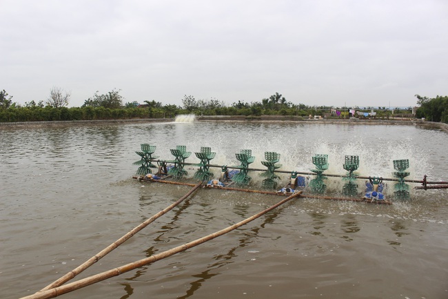 Thăm trang trại cung cấp tôm, cá sạch, thương lái mê tít cho thu hoạch tiền tỷ mỗi năm của lão nông Nam Định - Ảnh 5.