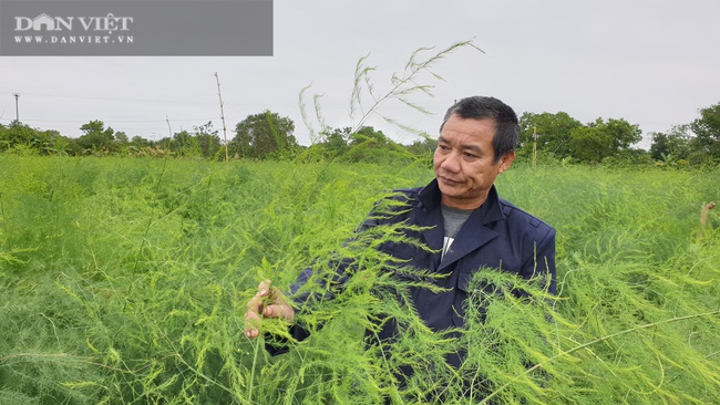 Nam Định: Ra giữa đảo trồng măng tây, lão nông bỏ túi hàng chục triệu đồng/tháng. - Ảnh 7.