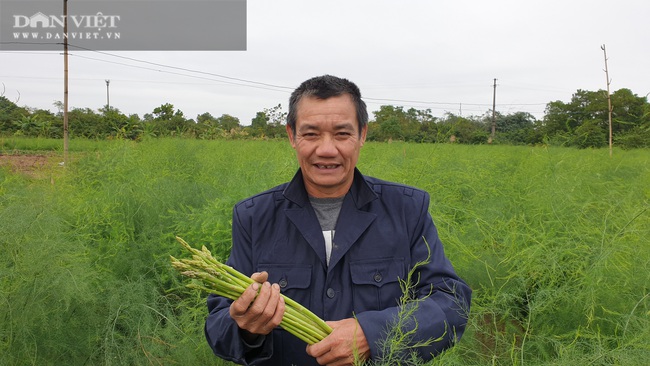 Nam Định: Ra giữa đảo trồng măng tây, lão nông bỏ túi hàng chục triệu đồng/tháng. - Ảnh 2.