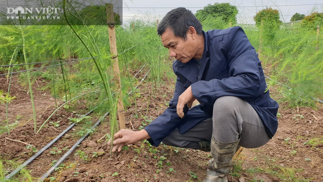 Nam Định: Ra giữa đảo trồng măng tây, lão nông bỏ túi hàng chục triệu đồng/tháng. - Ảnh 5.