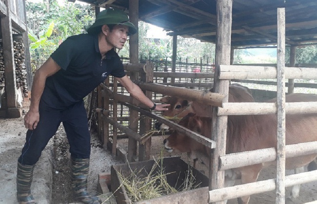 Gương điển hình về giảm nghèo trong cộng đồng (bài 3): Hỗ trợ bò giống có đối ứng ở Mường La - Ảnh 1.