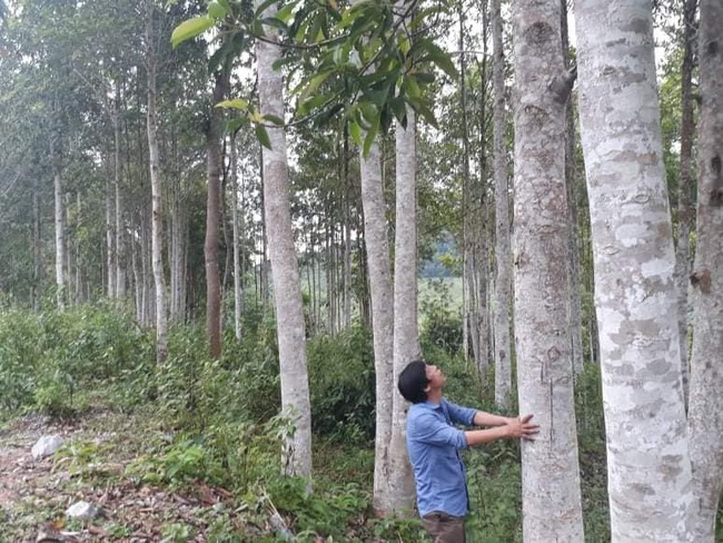 Điện Biên: Người dân xã Mường Toong nỗ lực bảo vệ rừng  - Ảnh 1.