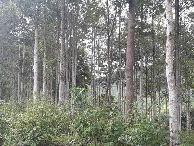 Điện Biên: Người dân xã Mường Toong nỗ lực bảo vệ rừng  - Ảnh 6.