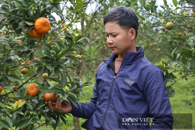 Ảnh: Giá cam Cao Phong giảm chỉ bằng một nửa so với năm trước, nhà vườn buồn thiu - Ảnh 8.