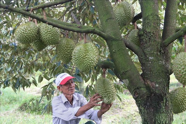 Tiền Giang: Giá sầu riêng đột ngột tăng cao chưa từng có, nhưng hỏi mua 10 chủ vườn thì 9 ông lắc đầu, vì sao? - Ảnh 4.