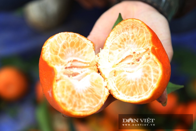 Hòa Bình: Người trồng cam ở Cao Phong nói lý do giá cam chỉ bằng một nửa năm trước, nhiều nhà vườn &quot;kém vui&quot; - Ảnh 13.