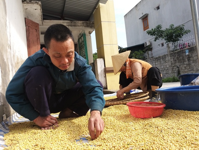 Lạ: Dân núi Đọi trồng thứ đỗ lười biếng, chưa đến ngày thu thương lái đã đến tận nhà đòi mua cả thân lẫn hạt - Ảnh 4.