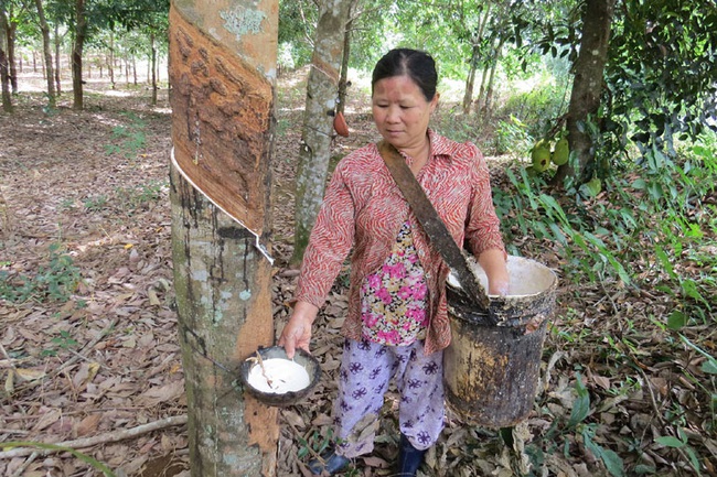 Phú Yên: Giá mủ cao su tăng, nhưng gặp phải điều này nông dân cũng chưa hẳn là vui - Ảnh 1.