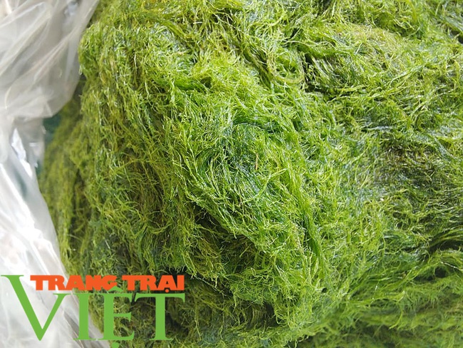 Đặc sản rêu suối, món ngon của dân tộc Thái, ăn là nghiền - Ảnh 2.