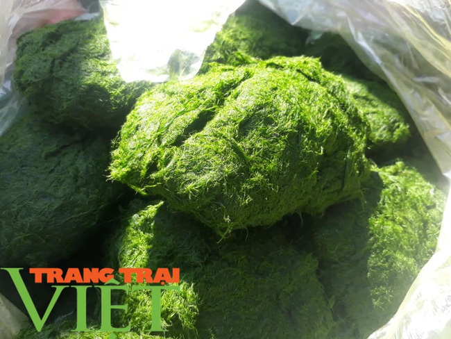 Đặc sản rêu suối, món ngon của dân tộc Thái, ăn là nghiền - Ảnh 4.