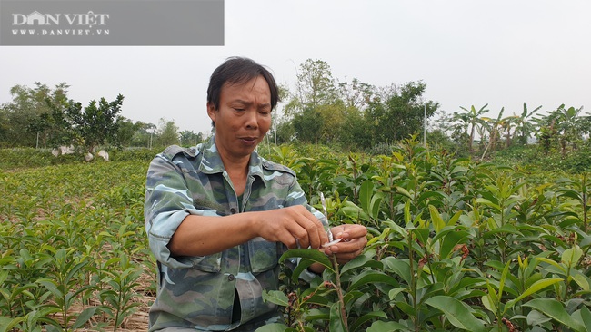 Thái Bình: Làm giàu không khó, một ông nông dân kiếm gần 1 tỷ nhờ cây hồng xiêm. - Ảnh 1.