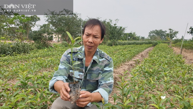 Thái Bình: Làm giàu không khó, một ông nông dân kiếm gần 1 tỷ nhờ cây hồng xiêm. - Ảnh 6.