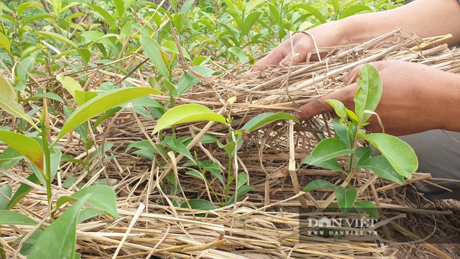 Thái Bình: Làm giàu không khó, một ông nông dân kiếm gần 1 tỷ nhờ cây hồng xiêm. - Ảnh 5.