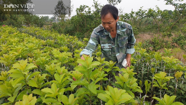 Thái Bình: Làm giàu không khó, một ông nông dân kiếm gần 1 tỷ nhờ cây hồng xiêm. - Ảnh 3.