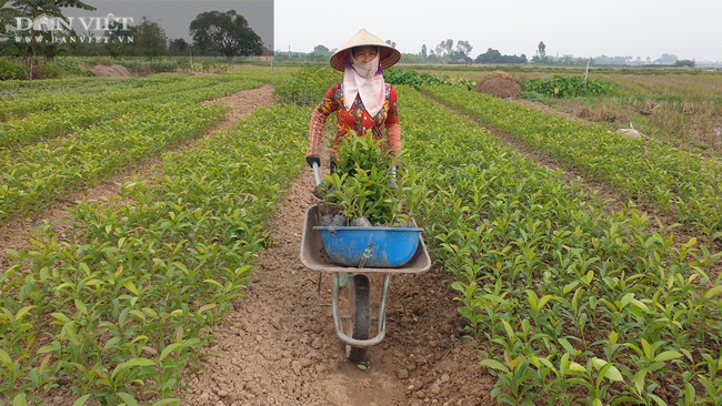 Thái Bình: Làm giàu không khó, một ông nông dân kiếm gần 1 tỷ nhờ cây hồng xiêm. - Ảnh 7.