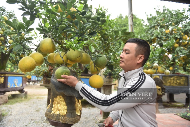 Chưa Tết, siêu phẩm &quot;trâu cõng bưởi&quot; đã không có mà bán - Ảnh 5.