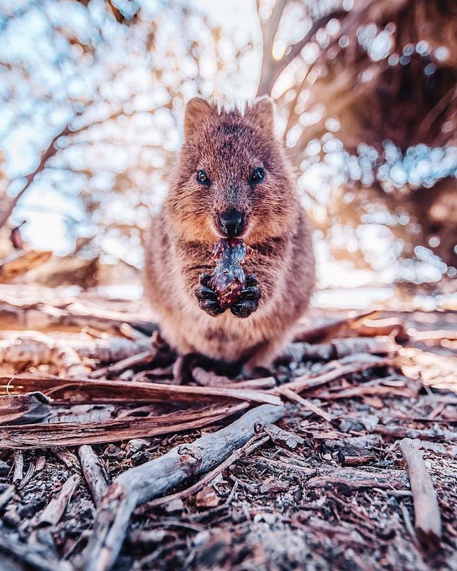 Selfie cùng Quokka - loài động vật hay cười đáng yêu nhất thế giới - Ảnh 2.