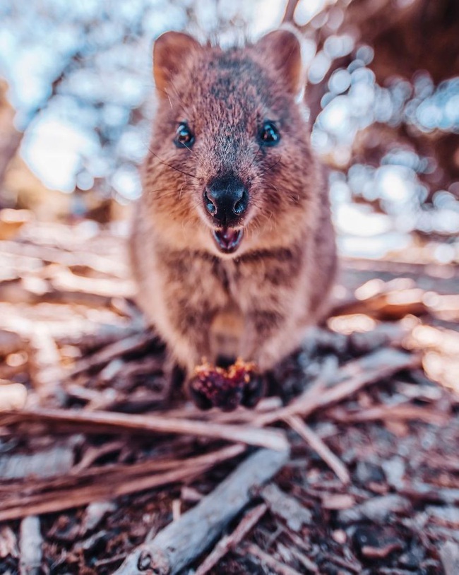 Selfie cùng Quokka - loài động vật hay cười đáng yêu nhất thế giới - Ảnh 3.