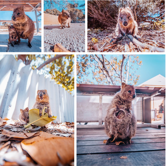 Selfie cùng Quokka - loài động vật hay cười đáng yêu nhất thế giới - Ảnh 5.