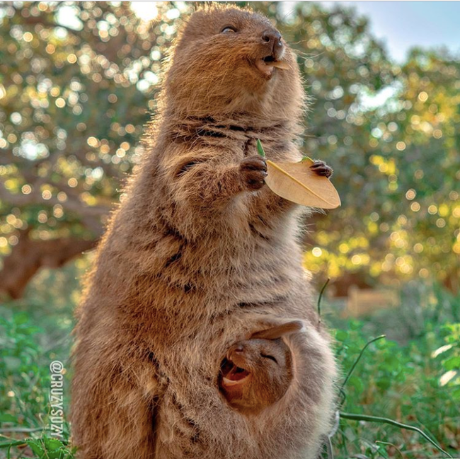 Selfie cùng Quokka - loài động vật hay cười đáng yêu nhất thế giới - Ảnh 6.