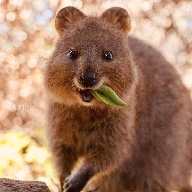 Selfie cùng Quokka - loài động vật hay cười đáng yêu nhất thế giới - Ảnh 7.