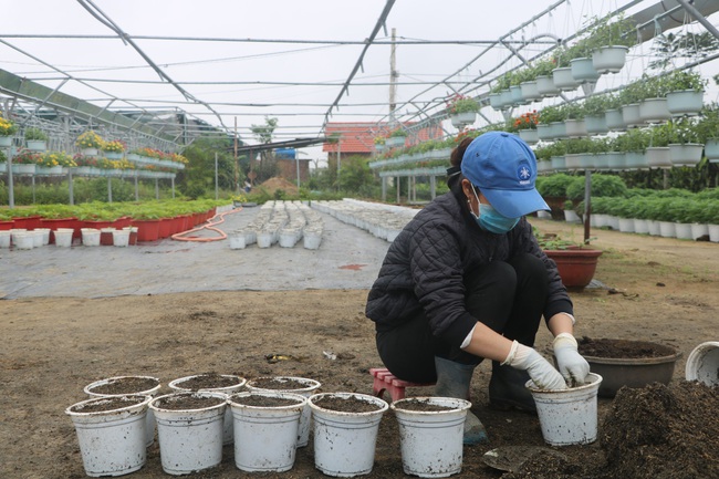 Đà Nẵng: Nông dân &quot;đứng ngồi&quot; trông chờ vụ hoa Tết  - Ảnh 3.