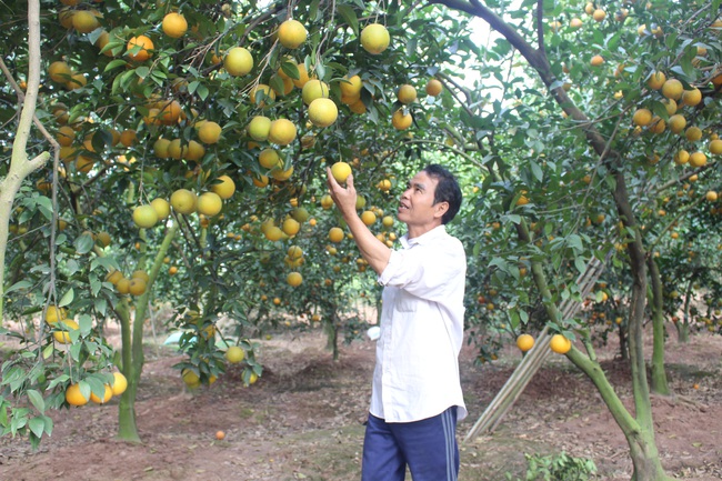 Vốn quỹ “vun trồng” những vườn cây trĩu quả - Ảnh 1.