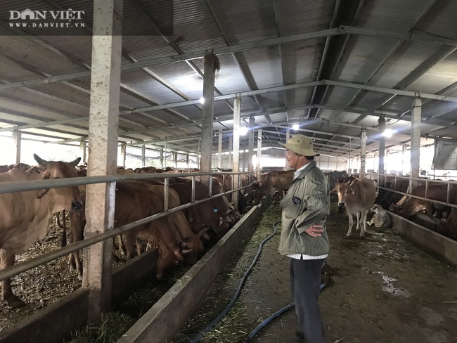 Nuôi 400 con bò, 1 nông dân tiết kiệm gần 1 tỷ mua phân - Ảnh 4.
