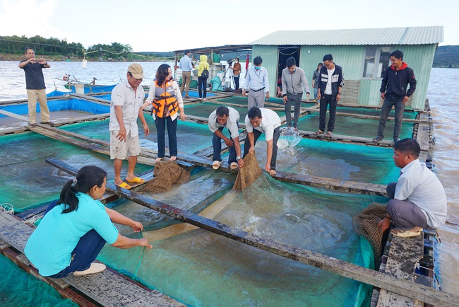 Kon Tum khai thác tiềm năng nuôi cá lồng bè - Ảnh 1.