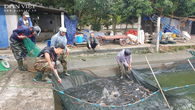 Nam Định: Lão nông kéo cá lóc bán Tết, mỗi mẻ cả vài tấn, người xem đông nghẹt - Ảnh 2.