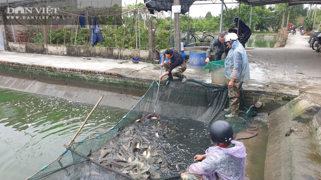 Nam Định: Lão nông kéo cá lóc bán Tết, mỗi mẻ cả vài tấn, người xem đông nghẹt - Ảnh 7.