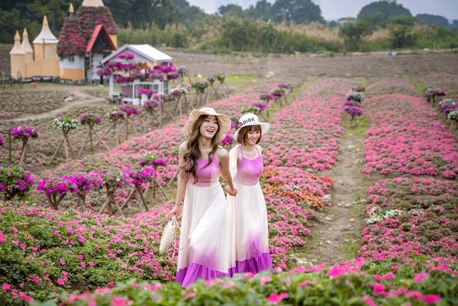 Ngỡ ngàng cánh đồng hoa ngọc thảo &quot;tím lịm&quot; thu hút giới trẻ ở Hà Nội - Ảnh 8.
