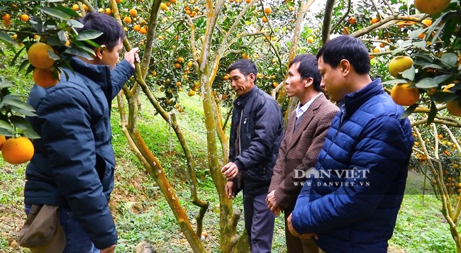 Yên Bái: Lận đận vùng cam Văn Chấn - Ảnh 2.