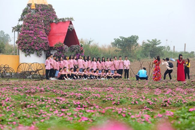 Ngỡ ngàng cánh đồng hoa ngọc thảo &quot;tím lịm&quot; thu hút giới trẻ ở Hà Nội - Ảnh 10.