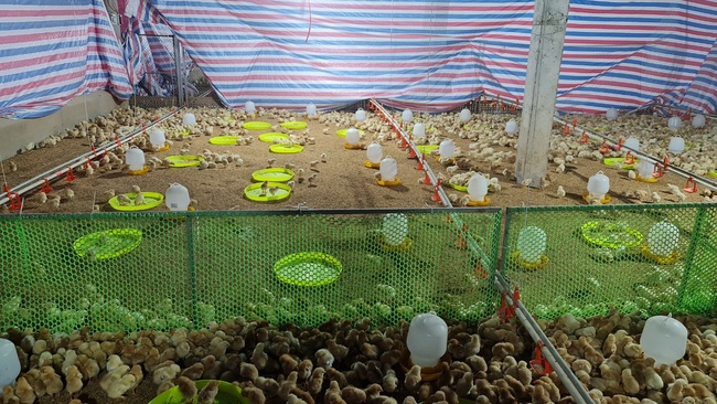 Tập đoàn Mavin hỗ trợ gà giống, thức ăn chăn nuôi và thuốc thú y cho nông dân Quảng Trị - Ảnh 3.