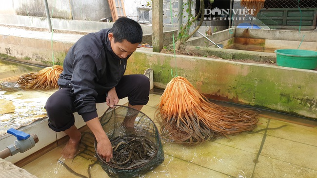 Thái Bình: Nuôi lươn dày đặc trong bể xi măng, con nào con đấy cũng to bự, 8x có thu nhập khủng - Ảnh 9.
