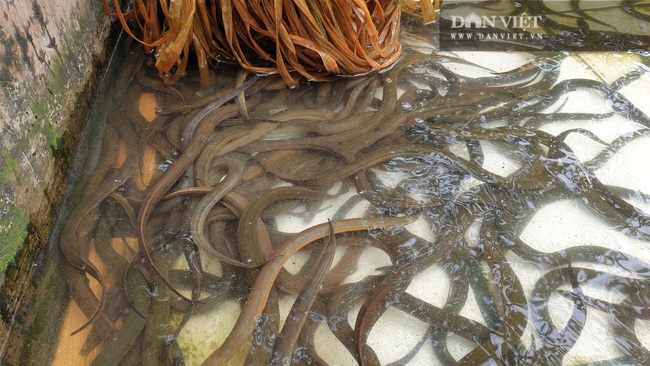 Thái Bình: Nuôi lươn dày đặc trong bể xi măng, con nào con đấy cũng to bự, 8x có thu nhập khủng - Ảnh 8.