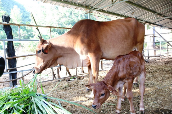 Đàn bò tót từng bị bỏ đói ở Ninh Thuận nay đã sinh “Hậu duệ” F3  - Ảnh 1.