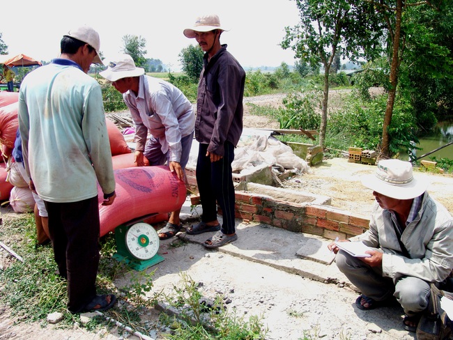 Long An: Khuyến cáo không tăng diện tích lúa nếp  - Ảnh 1.