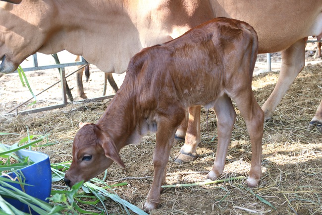 Đàn bò tót từng bị bỏ đói ở Ninh Thuận nay đã sinh “Hậu duệ” F3  - Ảnh 4.