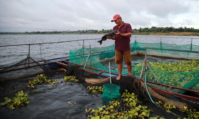 Nuôi cá lăng nha trong lồng tròn công nghệ mới - Ảnh 3.