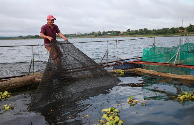 Nuôi cá lăng nha trong lồng tròn công nghệ mới - Ảnh 5.